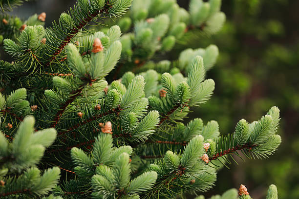 A close-up of new growth on a balsam fir evergreen tree in spring. Shot with a Canon 5D Mark IV.