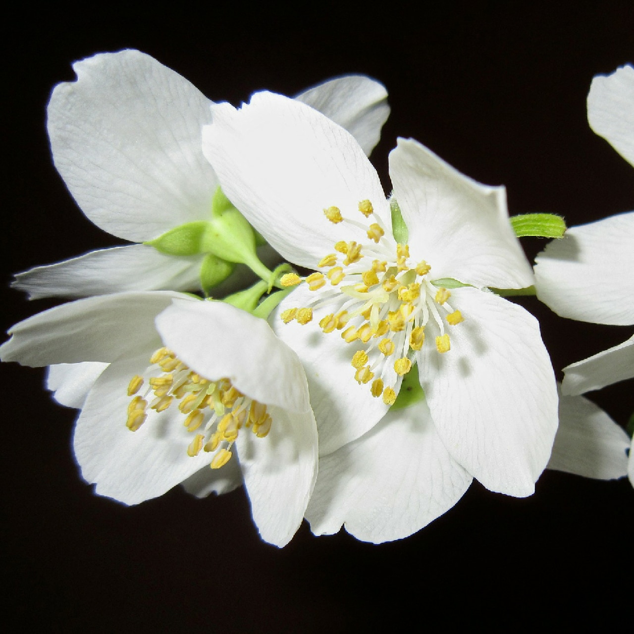 Desert Sage Herbs - Jasmine Flower