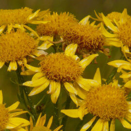 Arnica Flowers, Whole 0.5 oz