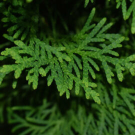 Juniper Leaf, Cut & Sifted  1.5 oz