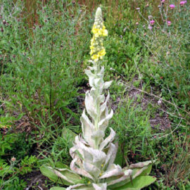 Mullein Leaf, Powder 0.5 oz