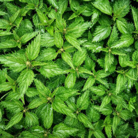 Nettle Leaf, Organic Cut & Sifted 1.0 oz