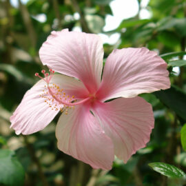 Hibiscus Flowers Organic Cut & Sifted 1 oz