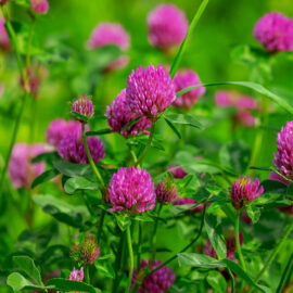 Red Clover Blossom, Whole 0.5 oz